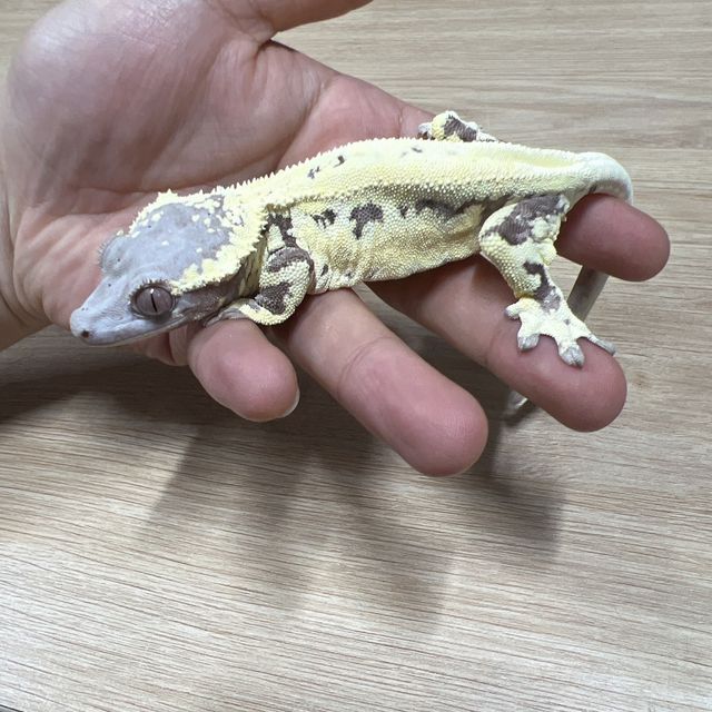 릴리화이트 카푸치노 프라푸치노