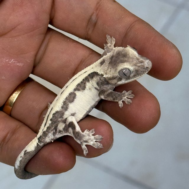 Super Sable LW Axanthic