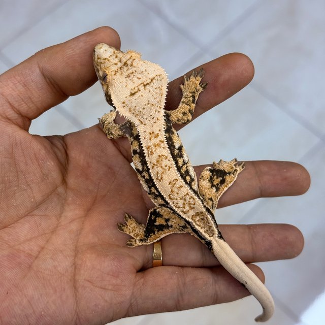 Normal 100% Het Axanthic