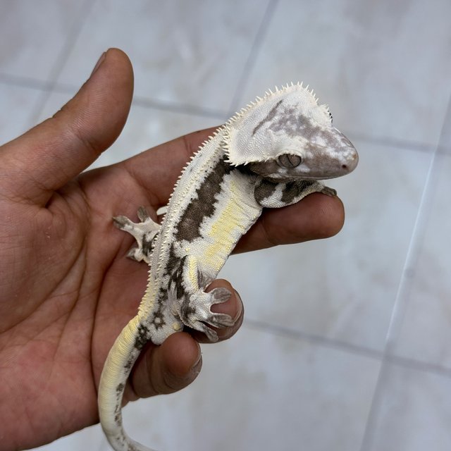 Lilly Axanthic