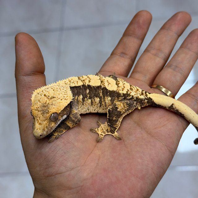 Normal 100% Het Axanthic