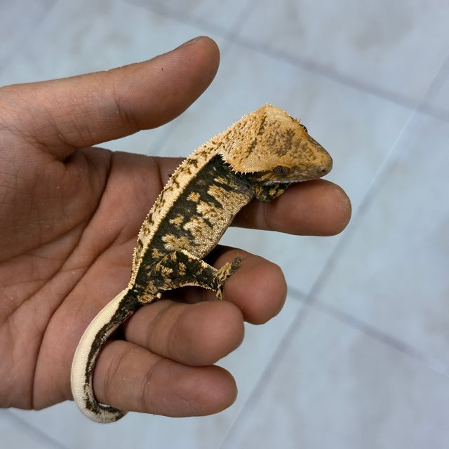 Normal 100% Het Axanthic