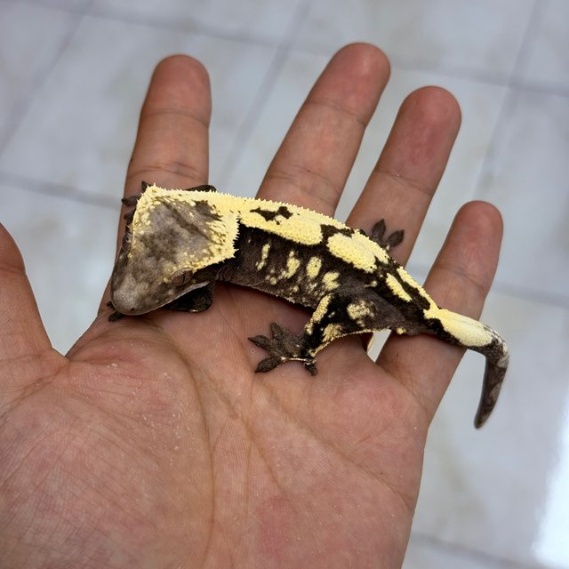 Sable Axanthic