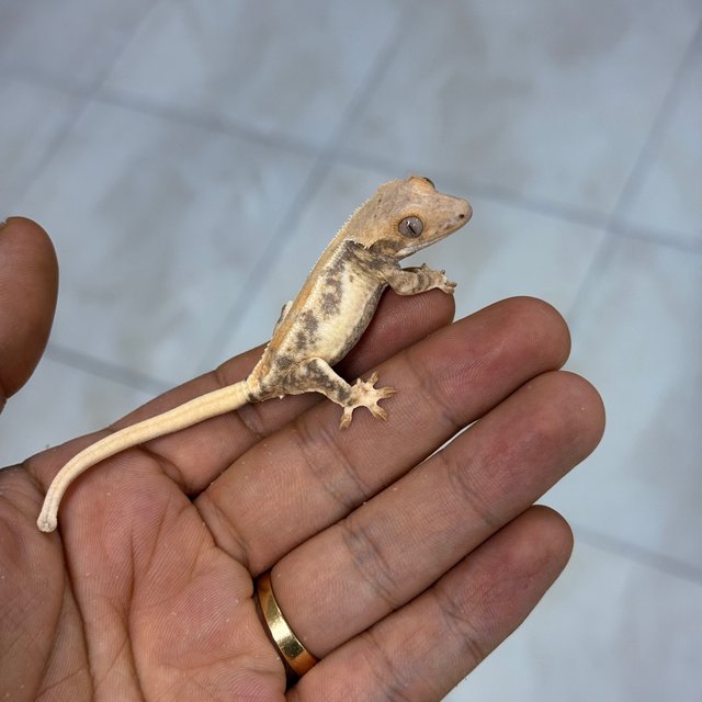 100% Het Axanthic 100% Het Chocho Lilly White