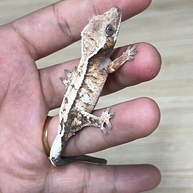 세이블