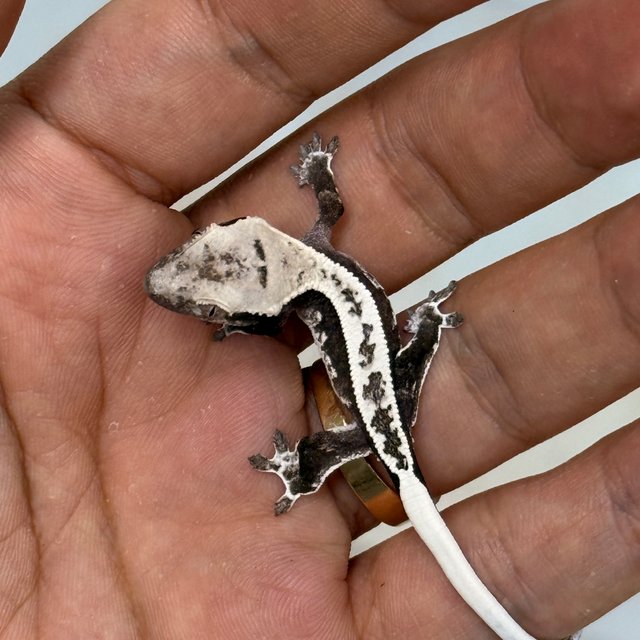 Axanthic