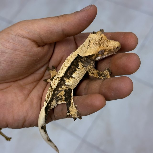 100% Het Axanthic Normal