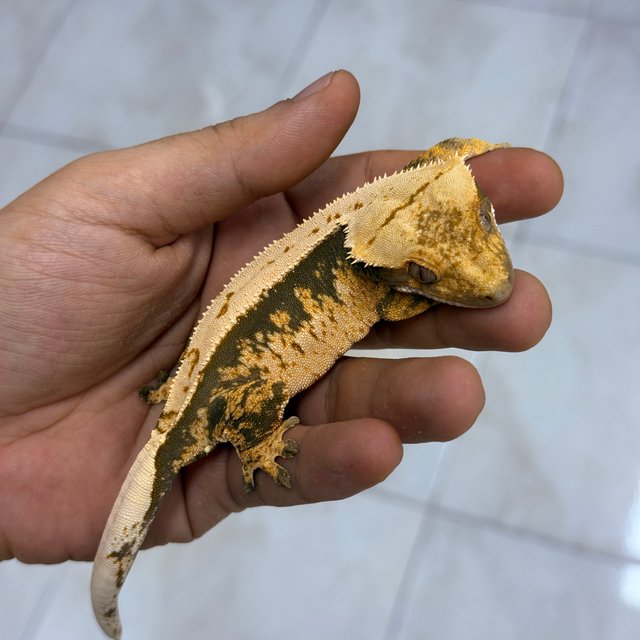 100%헷아잔틱 노멀