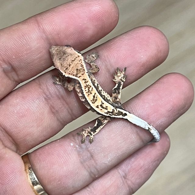 세이블