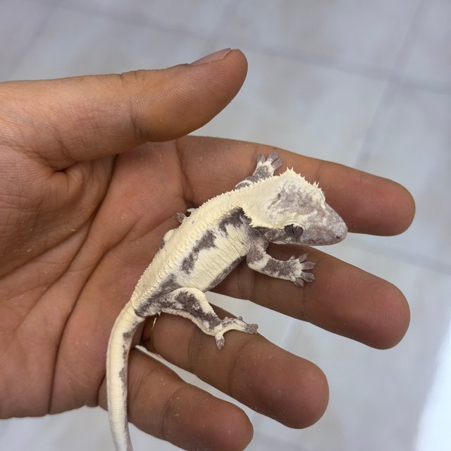 LW Sable Axanthic