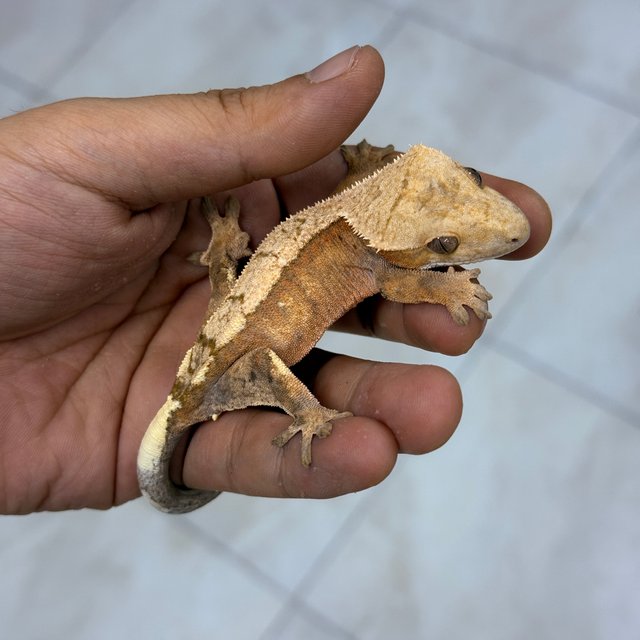 Sable 100% Het Axanthic