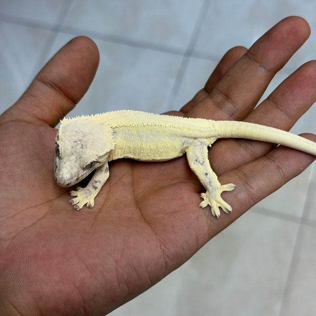 100% Het Axanthic LW Sable