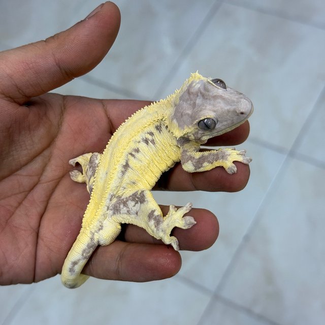 100% Het Axanthic LW Sable