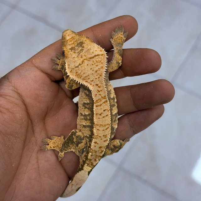 100% Het Axanthic Normal