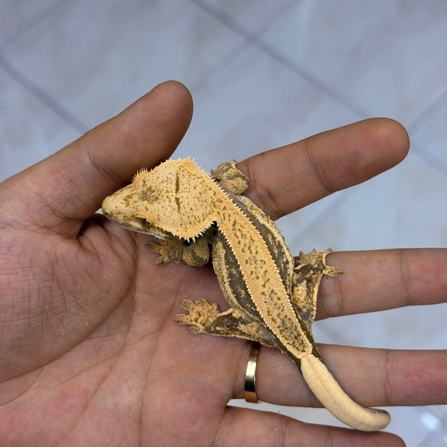 Normal 100% Het Axanthic