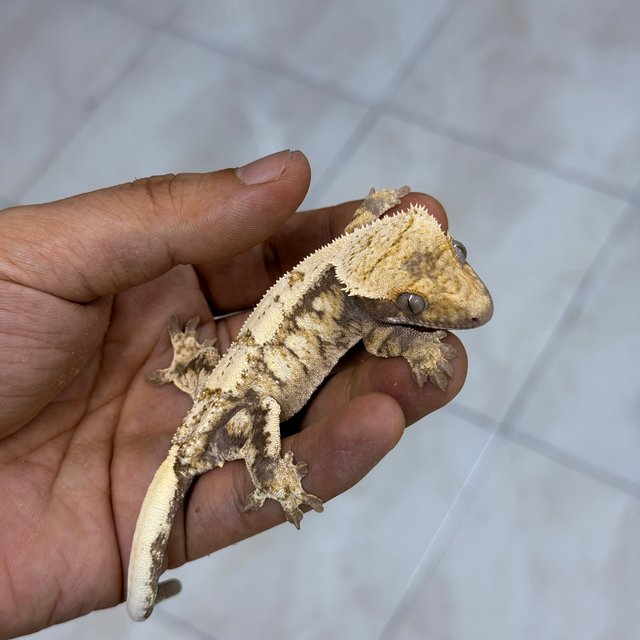 Sable 100% Het Axanthic