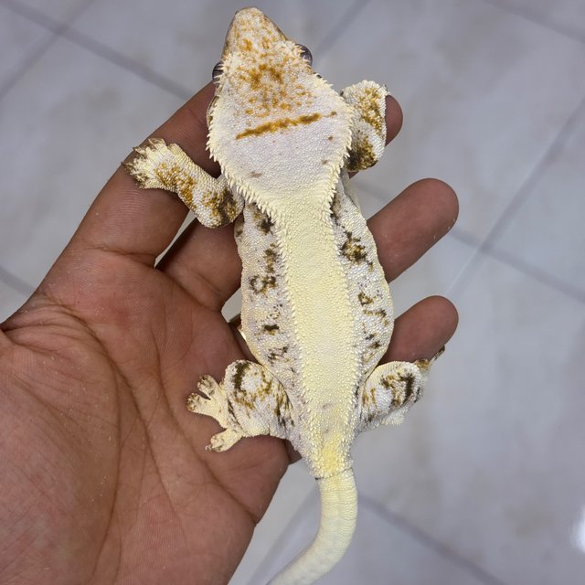 Lilly White