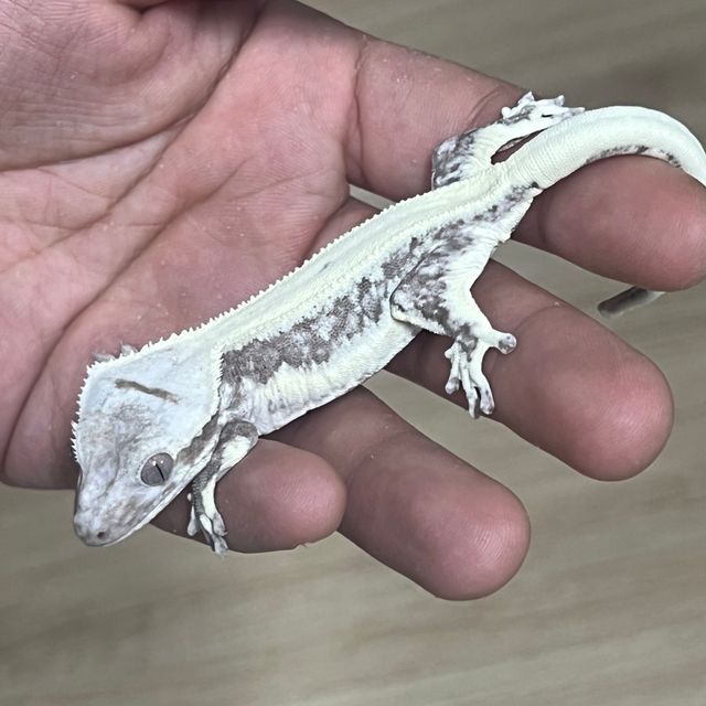 릴잔틱