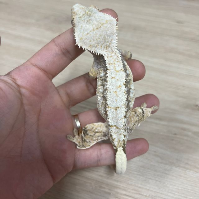 Normal Tri