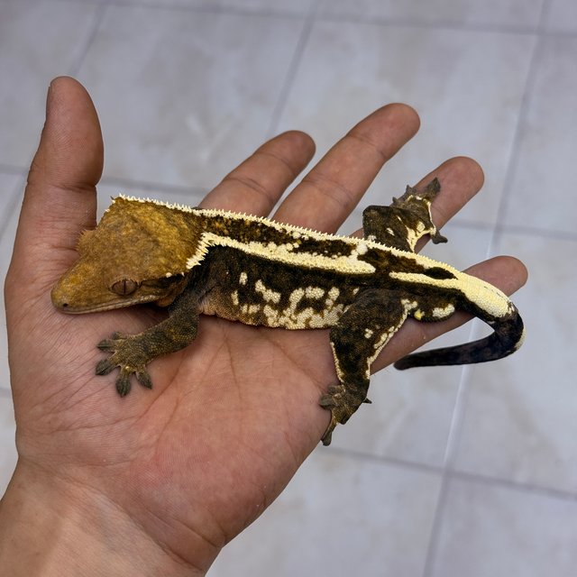 카푸치노 100%헷아잔틱