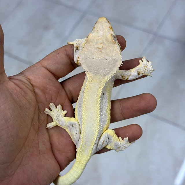 Lilly White