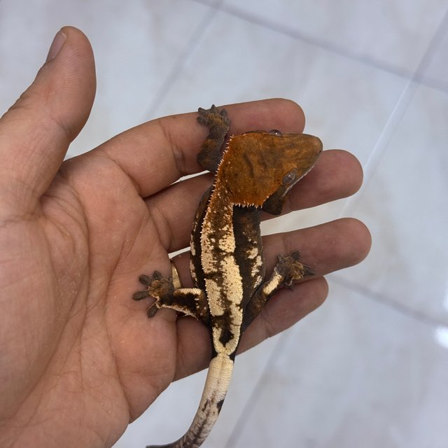 세이블 100%헷아잔틱