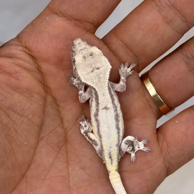 LW Sable Axanthic