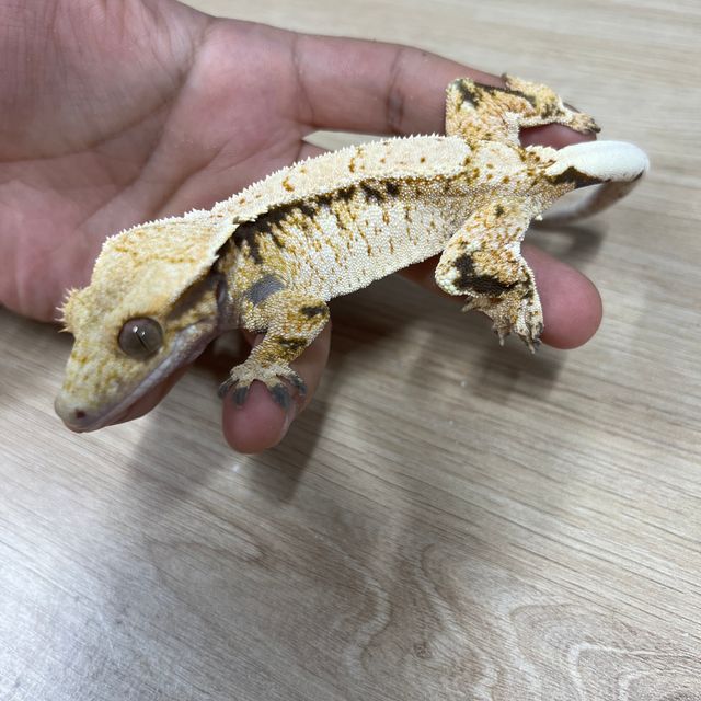 노멀