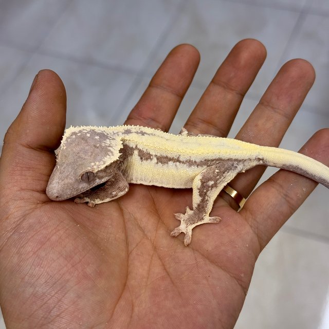 LW Sable 100% Het Axanthic