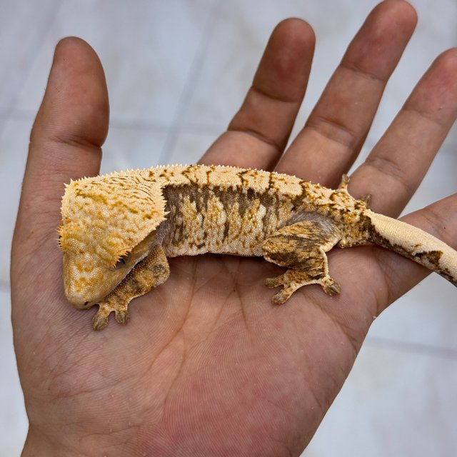 Normal 100% Het Axanthic