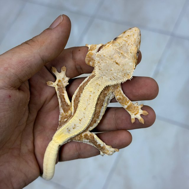 Lilly 100% Het Axanthic