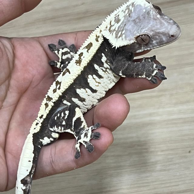 카푸치노