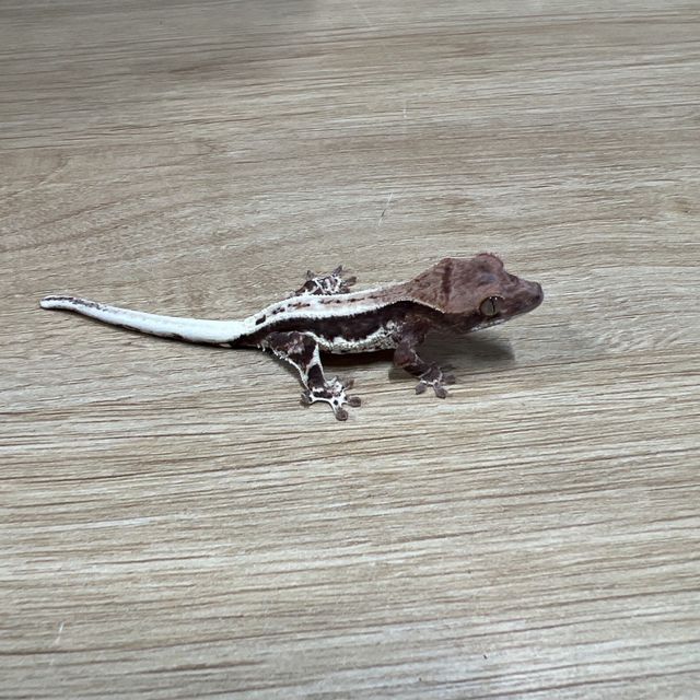 프라푸치노