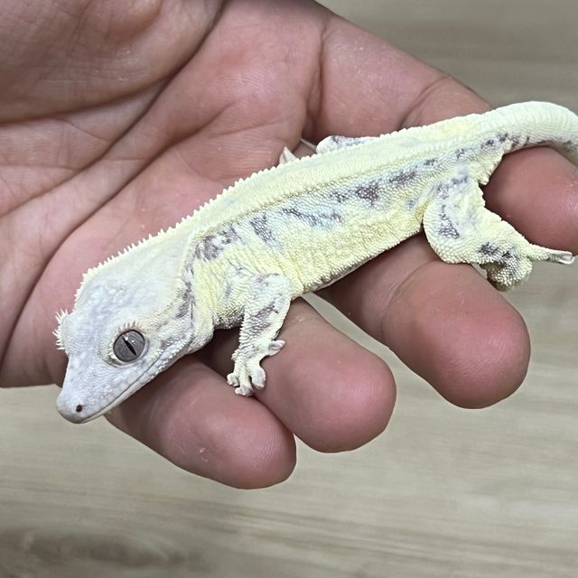 프라푸치노