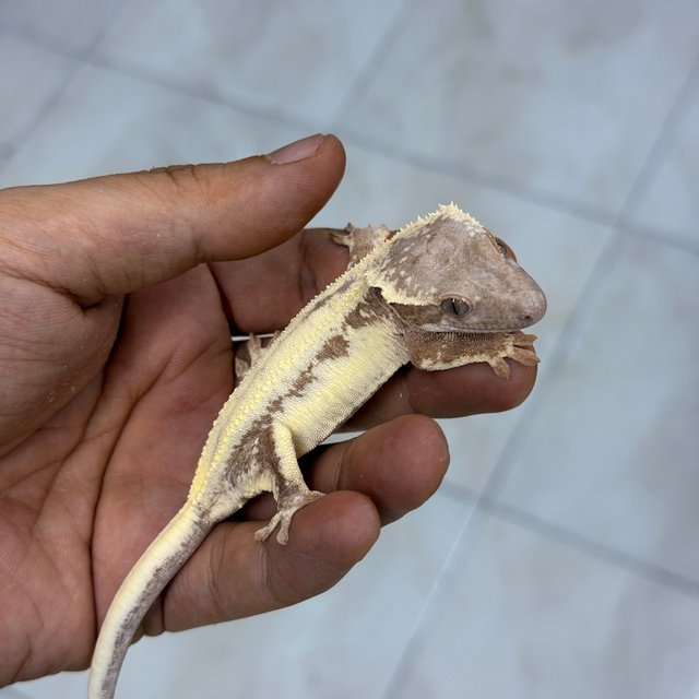 LW Sable 100% Het Axanthic