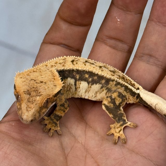 Normal 100% Het Axanthic