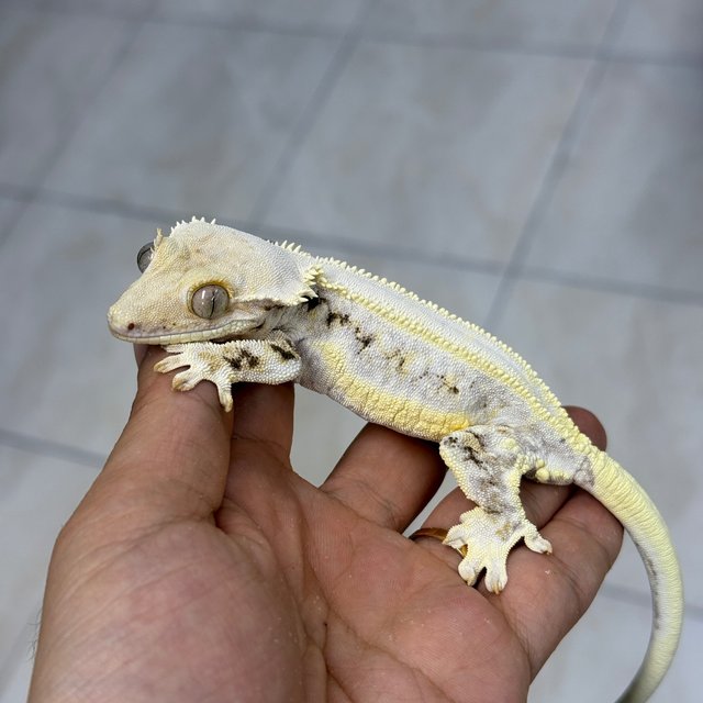 Lilly White