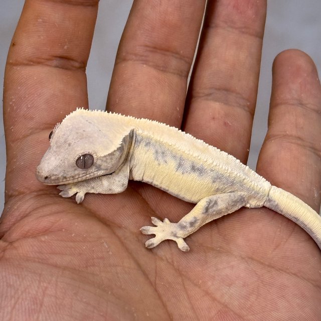 100% Het Axanthic LW Sable