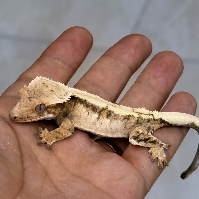 Sable 100% Het Axanthic