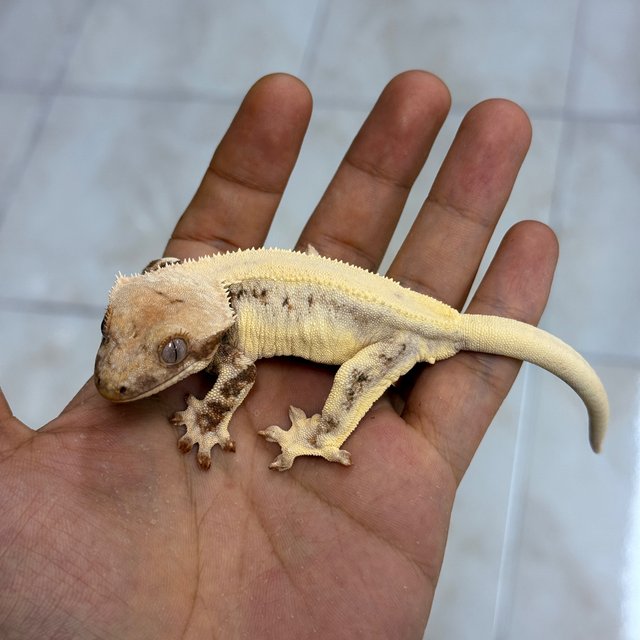 Lilly White Chocho