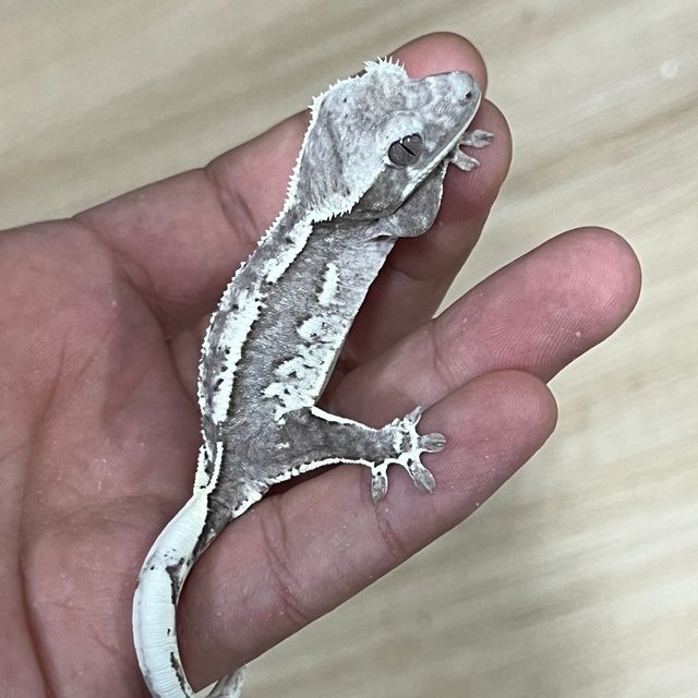 아잔틱