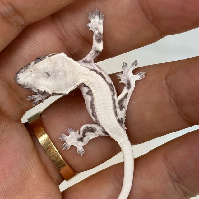 LW Sable Axanthic