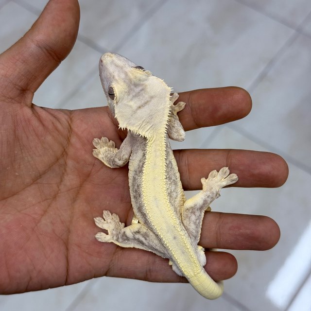 Lilly Axanthic