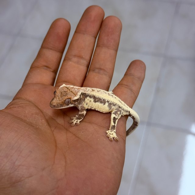 프라푸치노 100%헷아잔틱