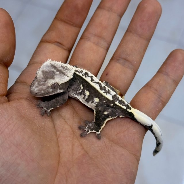 Axanthic