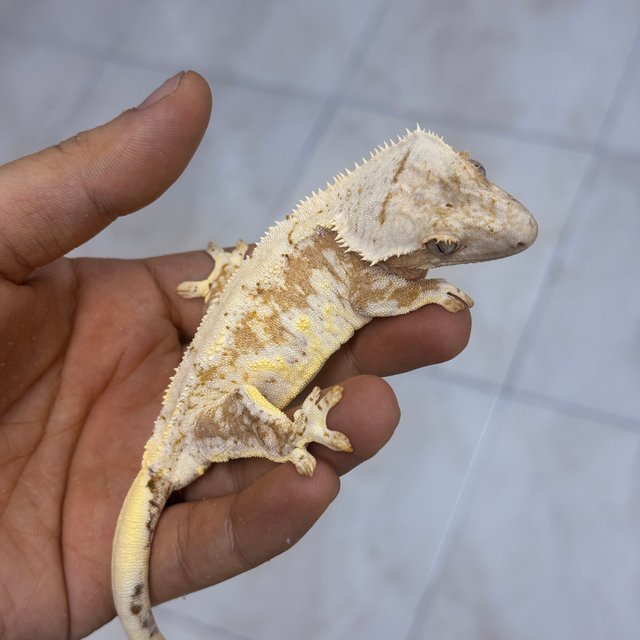 Lilly 100% Het Axanthic