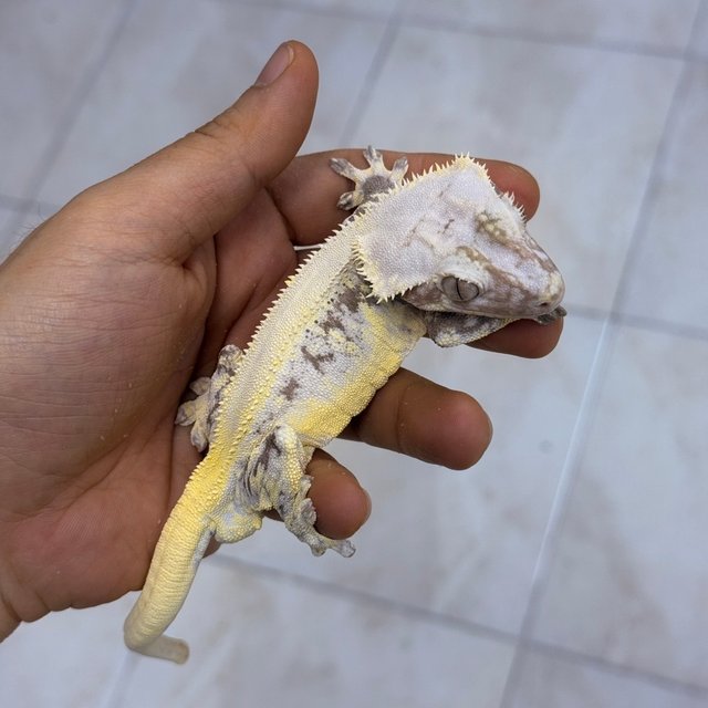 Lilly Axanthic