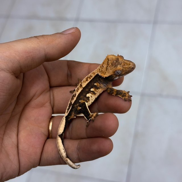 100% Het Axanthic 100% Het Chocho Normal