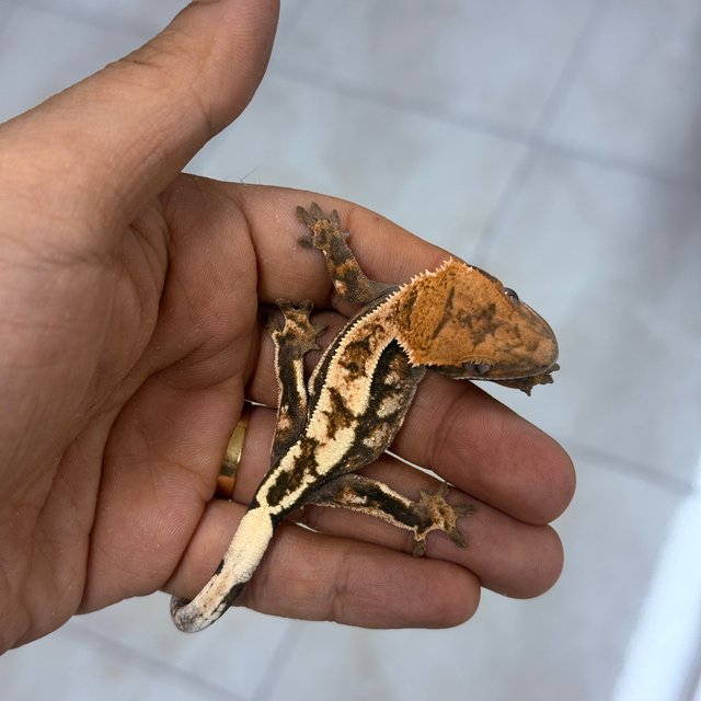 Sable 100% Het Axanthic