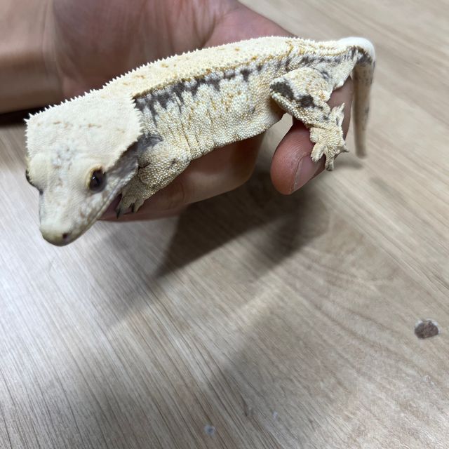 노멀 핀스트라이프 쿼드 풀핀
